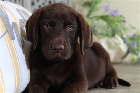 Skip Stunning Chocolate Labrador Retriever Puppies Online