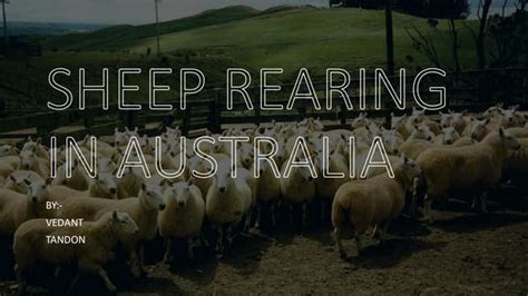 Australias Sheep Industry An Overview Ppt