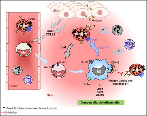 Basophil Macrophage Dialog In Allergic Inflammation Immunity