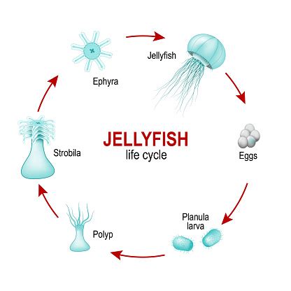 But for the majority, there's only one outcome. Life Cycle Of Jellyfish From Eggs To Larva Polyp Strobila ...
