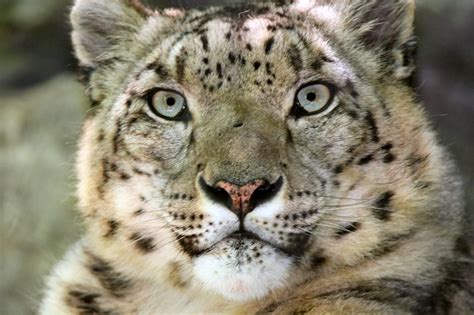 Snow Leopard Bing Images Snow Leopard Animals Leopard Hunting
