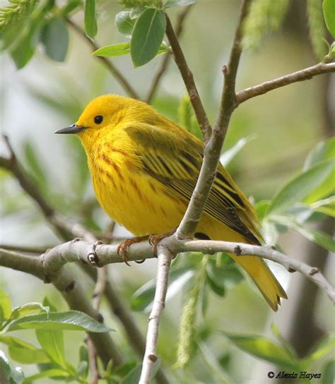 Pretty Little Yellow Warbler Birds And Blooms