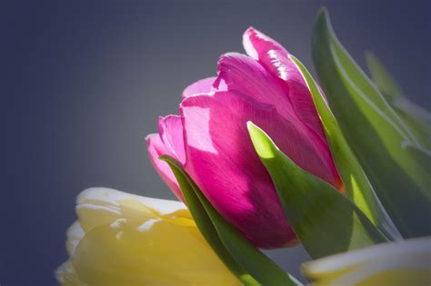 Tulpen Blumenstrauß Frühling · Kostenloses Foto Auf Pixabay