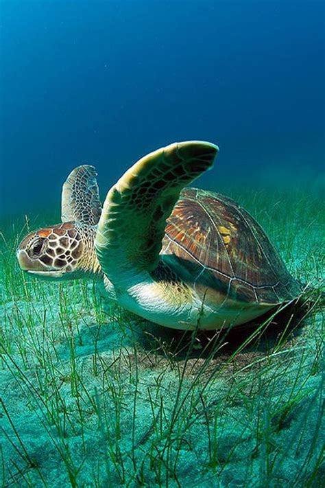 Sea Turtles Are Awesome Ocean Turtle Sea Turtle Pictures Ocean