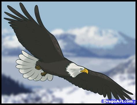 We did not find results for: Flying Eagle Pencil Drawing at GetDrawings | Free download