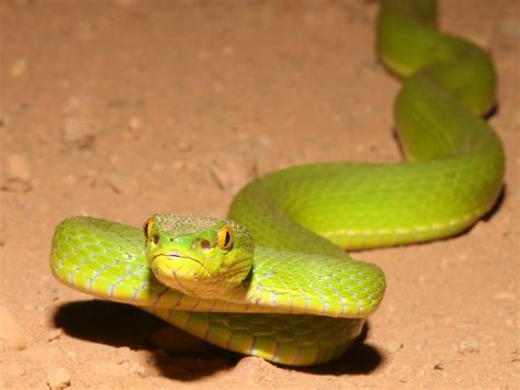 🔥 64 Viper Snake Wallpaper Wallpapersafari