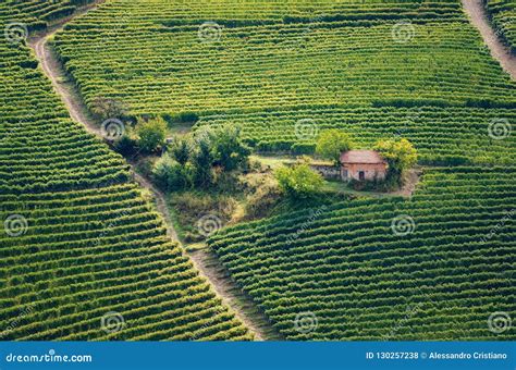 Vineyard Of Barolo Piedmont Italy Stock Photo Image Of Autumn