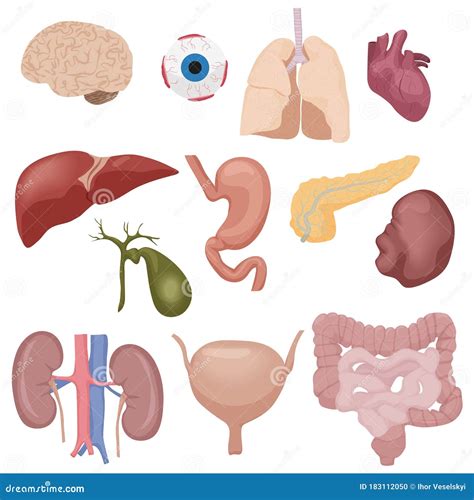 Partes Internas Del Cuerpo Humano órganos Aislados Stock De Ilustración