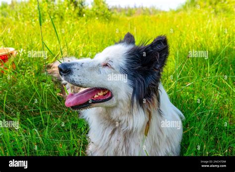 Portrait Of A White Dog Of The Yakut Laika Breed Lies On The Green