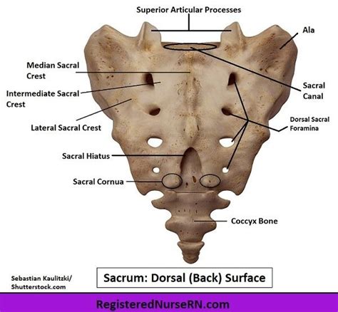 Sacrum Anatomy Medical Anatomy Anatomy Anatomy And Physiology