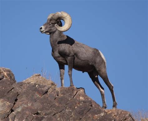 Native Animals Of Utah Wildlife And Habitat