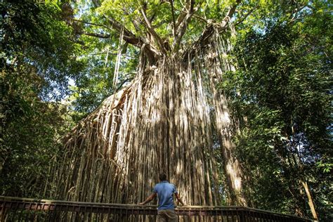 Walk On The Wild Side With These Rainforest Boardwalks Cairns And Great