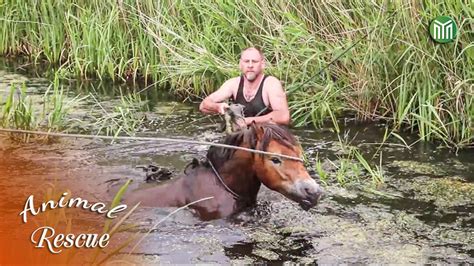 15 Animal Rescue Videos Touching Moments When Animals Asked People For