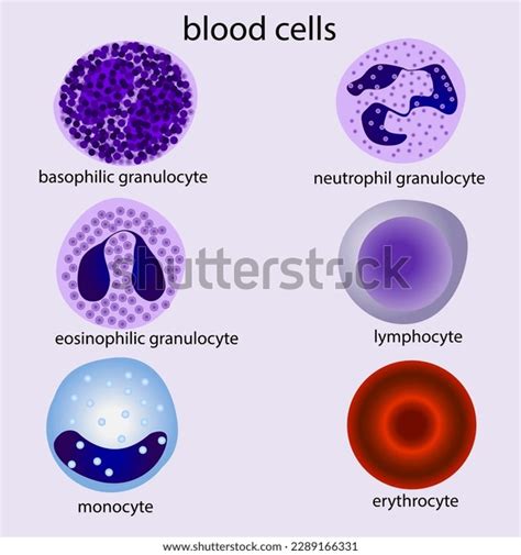 Blood Cells Erytrocyte Neutrophil Granulocyte Monocyte Stock Vector