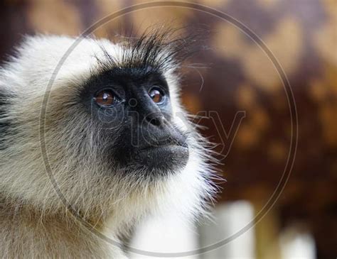 Image Of Gray Langur Close Up Indian Monkey Black Face Monkey Face