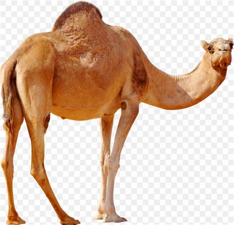 Dromedary Wild Bactrian Camel Png 1200x1155px Bactrian Camel Animal