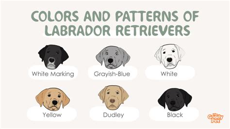 13 Astounding Colors And Patterns Of A Labrador Retriever The Goody Pet