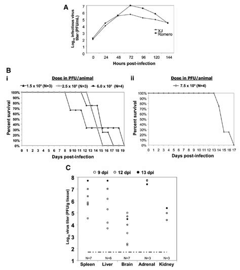 In Vitro And In Vivo Studies Of Junin Virus Download Scientific Diagram