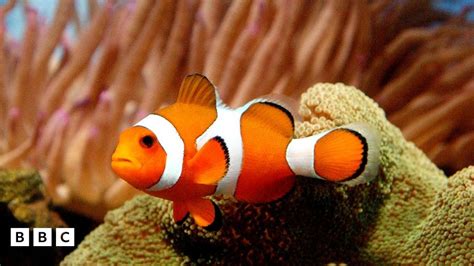 Clown Fish Is Climate Change Making It Harder To Find Nemo Bbc
