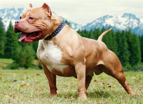 Bộ sưu tập hình ảnh chó pitbull cực chất full 4K Hơn 999 hình ảnh chất