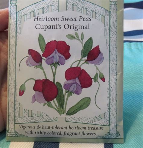How To Grow Sweet Peas From Seed With Images Growing Sweet Peas Sweet Pea Sweet Pea Plant