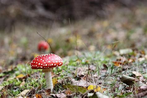 7 Fakta Jamur Amanita Cantik Tapi Mematikan