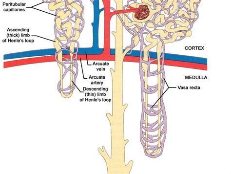 Anatomy Of Nephron