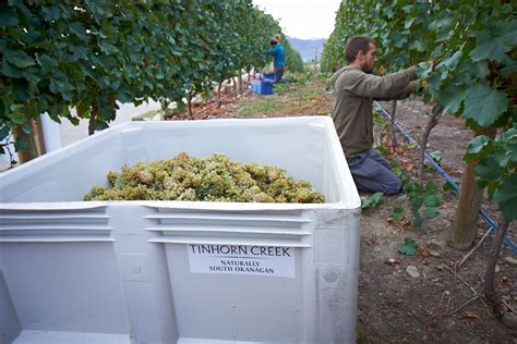 Tinhorn Creek Vineyards Harvest Photo Credit Lionel Trudel Wine