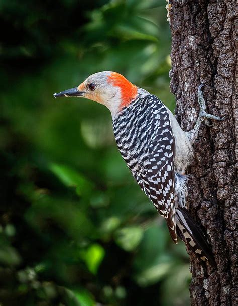 Female Red Bellied Woodpecker 0423 Photograph By Tony Fruciano Fine