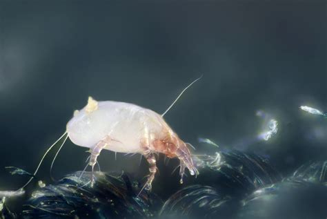 House Dust Mite House Dust Mite Dermatophagoides Pteronys Flickr