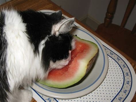 Diabetic cats must stay away from. Can cats eat watermelon? Are there any benefits?