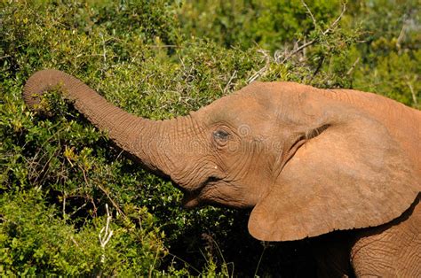 Elephant Addo Elephant National Park South Africa Stock Photo Image