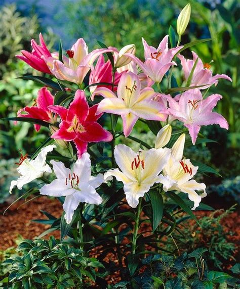 5 Lily Bulbs Oriental Lily Mixture Pack Of 5 Bulbs All Colors