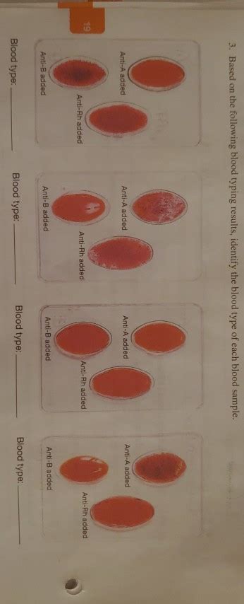 Solved 3 Based On The Following Blood Typing Results Chegg Com