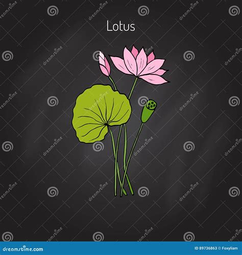 Lotus Plant With Flower Stock Vector Illustration Of Graphic 89736863