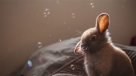 3840x2160 Cute Rabbit 2 4k Hd 4k Wallpapers Images Backgrounds