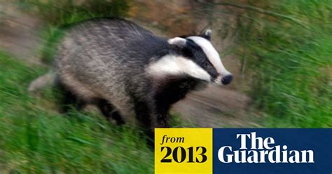 Failed Gloucestershire Badger Cull May Have Increased Tb Risk For
