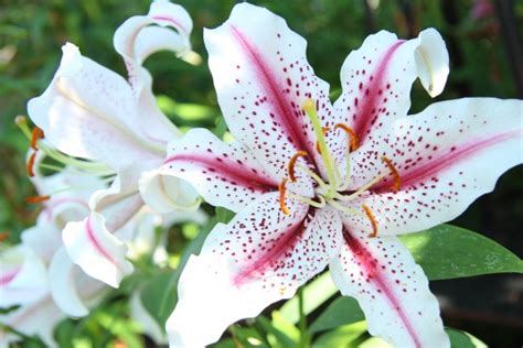 Star Gazer Lily Kostenloses Stock Bild Public Domain Pictures