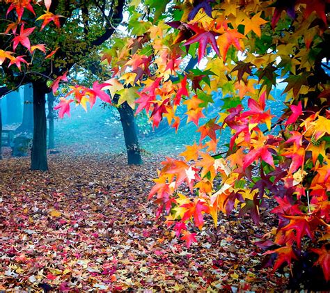 1080p Free Download Autumn Colors Colorful Nature Hd Wallpaper