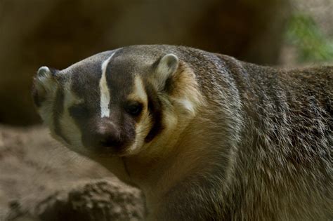 American Badger Wildlife Images Rehabilitation And