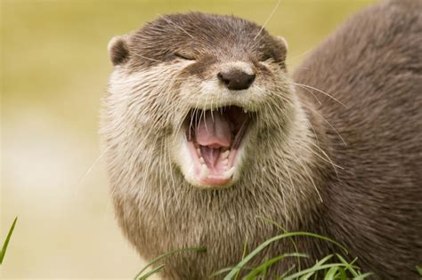 15 fascinating facts about otters