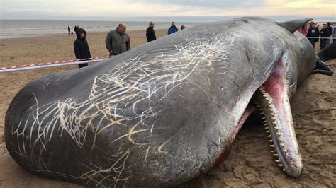 10 Of The Largest Marine Animals To Wash Up On Shore