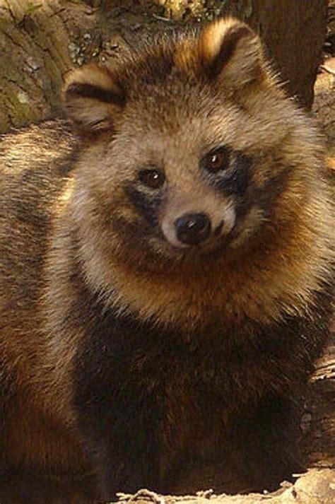 This Is A Raccoon Dog How Did I Not Know These Things Existed