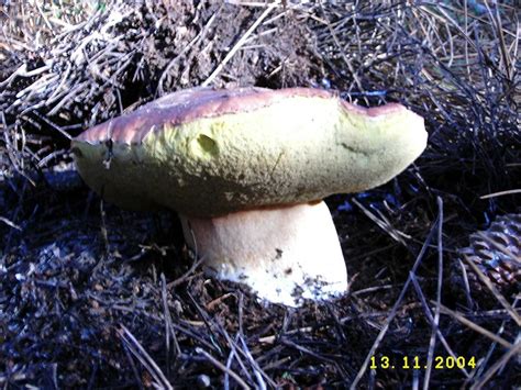 Boletus Pinophilus