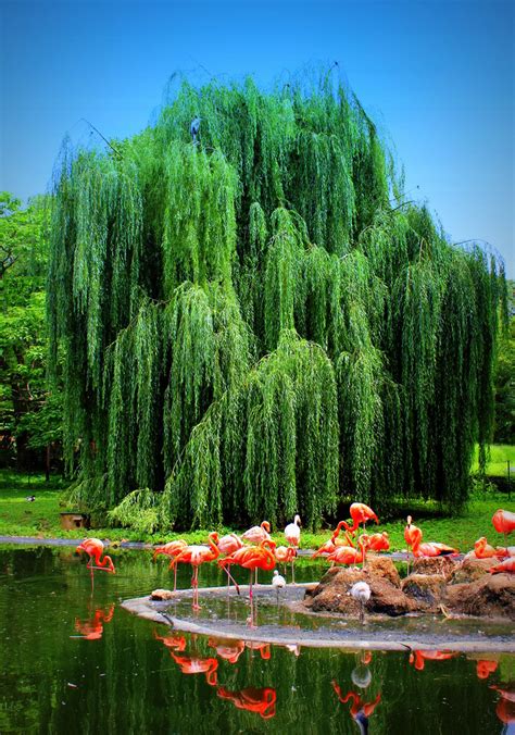 Beautiful Willow Tree Accompinied By Flamingos Robin Dowell Flickr