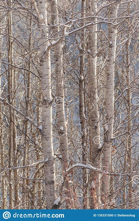 Winter Beauty Aspen Stems Stock Photo Image Of Northern Poplars