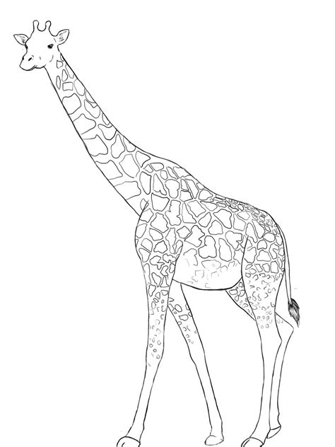 How To Draw A Giraffe With These Realistic And Cartoon Drawing Tutorials