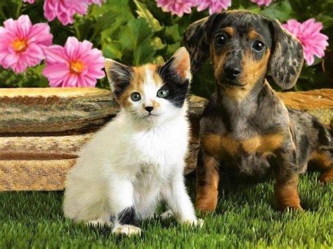 Puppies And Kittens Wallpapers Wallpaper Cave