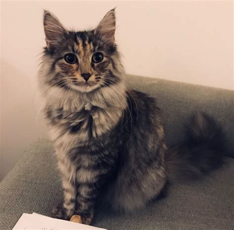 Stunning Silver Tortie Norwegian Forest Cat Southampton