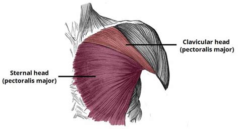 An interactive tutorial teaching the position, actions, innervation and attachments of the rectus femoris muscle with the aid of anatomical illustrations. Use This One Machine For Overall Chest Development